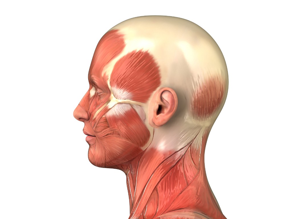 Kopfmuskulatur Anatomie Mann Seite